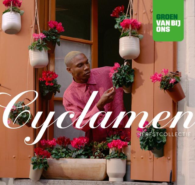 cyclamen
