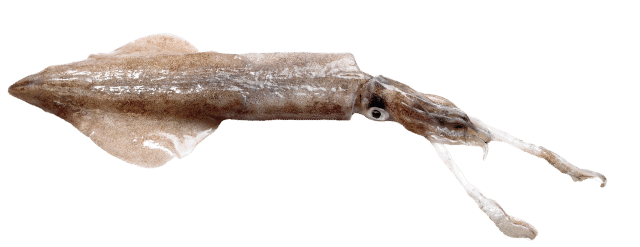 pijlinktvis