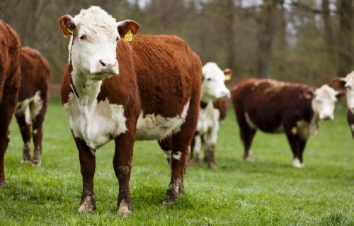 Hereford_